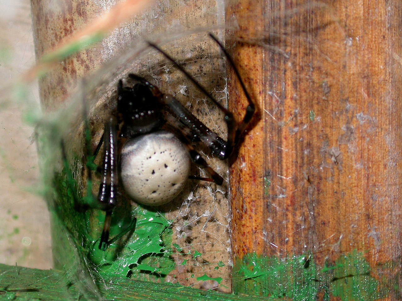 Nephilengis livida Nephilengis livida